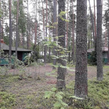 Участок, где расположены дачи А.А. Ахматовой, В.В. Бианки, Б.Н. Стругацкого и др. писателей Участок, где расположены дачи А.А. Ахматовой, В.В. Бианки, Б.Н. Стругацкого и др. писателей
